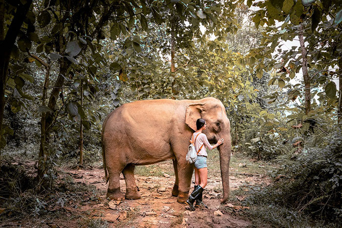 éléphants Luang Prabang relation